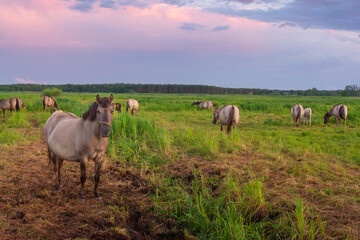 Wall Mural - herd of horses on a wild pasture

