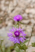 Front Close-up Of Knapweed Flowers Centaurea Scabiosa, With Meadow In The Background
