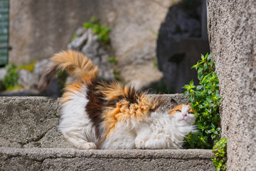 Poster - A female cat on the stairs