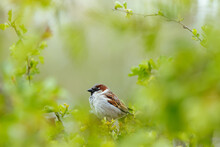 House Sparrow Perched On A Tree Branch On Blurred Background