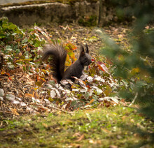 Closeup Of A Fox Squirrel In A Garden In Autumn