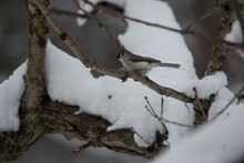Tufted Titmouse During A Spring Snowstorm