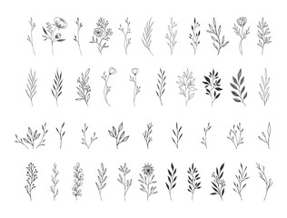 Wall Mural - Set of hand drawn flowers, herbs, leaves, twigs of flowers. Vector isolated illustration.