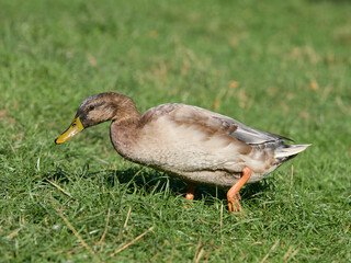 Wall Mural - Wild duck running in the grass