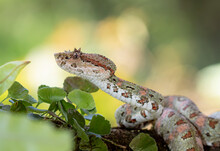 Green Eyelash Viper Snake On A Branch In Costa Rica