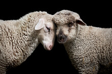Close-up Side View Of Two Lambs Cuddling Isolated On Black Background.