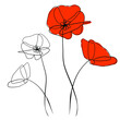 line drawing of poppies, line drawing of field poppies