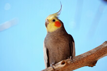Portrait Of Parrot Cockatiel, Cockatiel Close-up.