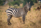 Fototapeta Konie - zebra in the wild in Kidepo Valley, Uganda, Africa