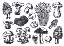 Mushroom Picking Of Morel. Set Of Mushrooms. Vegetarian Fungus Boletus Or Cremini Collection For Food. Nature Fungi Porcini For Healthy Nutrition