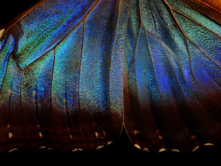 Aufkleber - Wings of a butterfly Morpho texture background. Morpho butterfly. Selective focus  