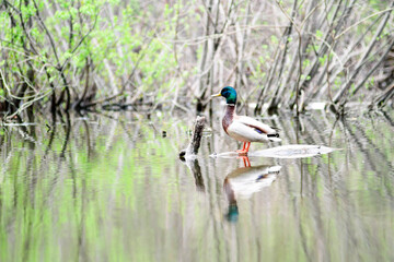 Mallard (Anas platyrhynchos), a male drake sits in the middle of the lake
