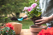 Planting Geranium Plant Into Terracotta Flower Pot. Woman Holding Pink Pelargonium Seedling And Gardening In Spring