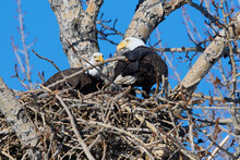 Bald Eagle (Haliaeetus Leucocephalus) Building Nest Calgary, Carburn Park, Alberta, Canada