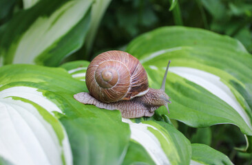 Big grape snail is crawling on the leaf of hosta. Close-up shot a slow moving cute snail with a beautiful shell. Summer. Nature, wildlife & outdoor