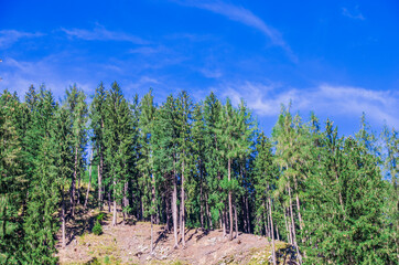 mountain vegetation, green and luxuriant woods, the lung of the earth