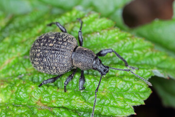 beetle of otiorhynchus (sometimes otiorrhynchus) on a raspberry leaf. many of them e.i. black vine w