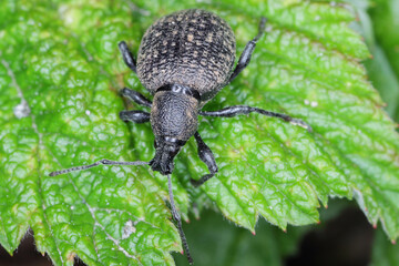 Wall Mural - Beetle of Otiorhynchus (sometimes Otiorrhynchus) on a raspberry leaf. Many of them e.i. black vine weevil (O. sulcatus) or strawberry root weevil (O. ovatus) are important pests.