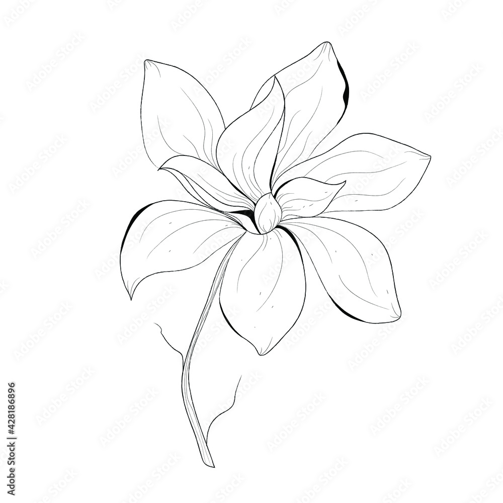Botanical illustration of a flower. Vector black and white illustration ...