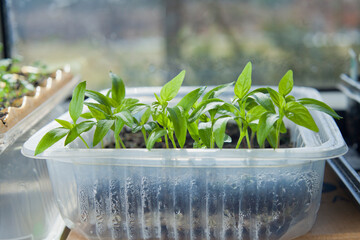 Wall Mural - Young chilli pepper plants ready to transplant  -  grown indoors for the ealier harvest.