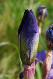 kwiat roślina natura płatki makro orzyroda wiosna