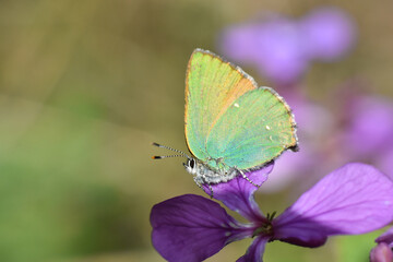 Little green butterfly on a pink wildflower. Green Hairstreak - Callophrys rubi