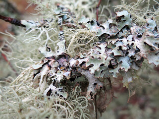 Sticker - Lichen up Close