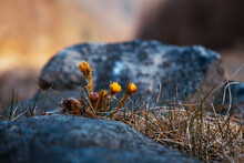 Selective Focus Shot Of Small Yellow Wildflowers Among Rocks