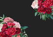 Floral banner, header with copy space. Red peonies and whire roses isolated on dark grey background. Natural flowers wallpaper or greeting card.