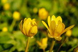 Fototapeta Tulipany - yellow flowers on green grass background