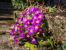 Close Up Spring Flower Primrose In Wide Bavarian Yard