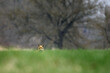 fox hiding in the grass