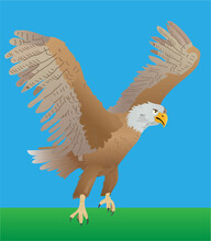 The Bald Eagle Landing To Catch Prey. Vector Illustration Isolated.