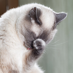 Wall Mural - The cat reaches for a piece of sausage, a white background.