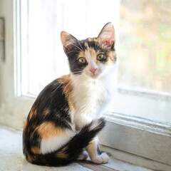 Poster - Very cute fluffy tricolor kitten