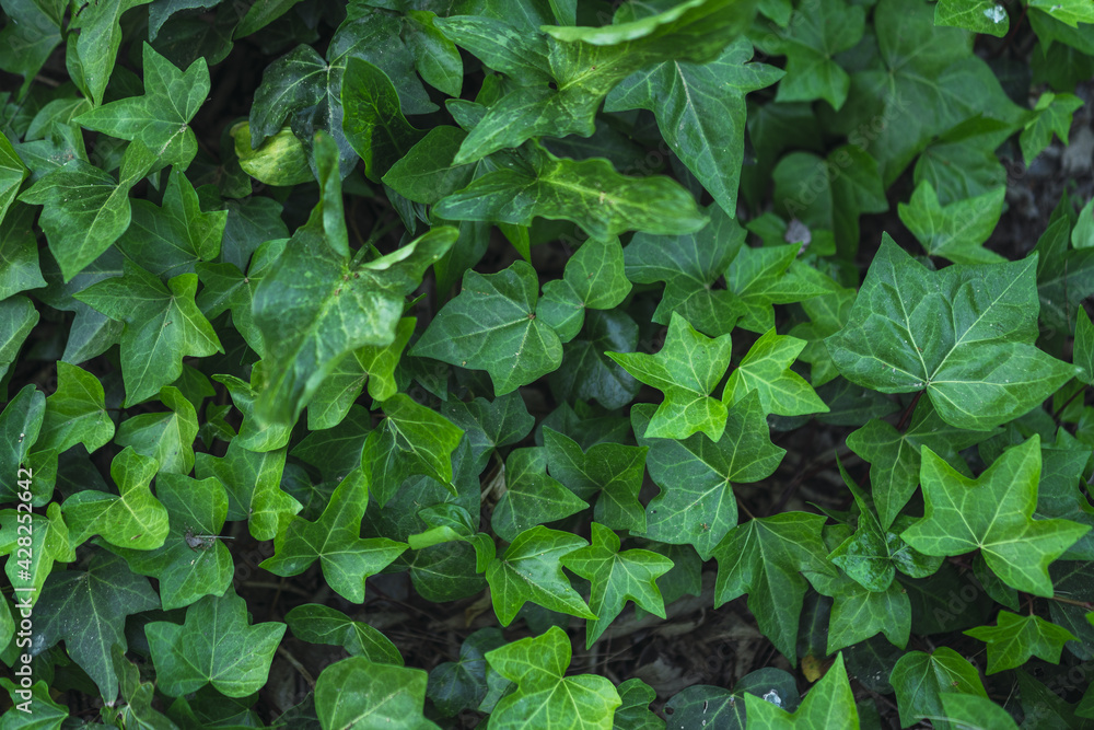 Closeup of common ivy leaves in a park during daylight - obrazy, fototapety, plakaty 