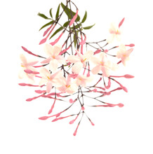 Flowering Jasminum Officinale, The Common Jasmine, Isolated On White Background