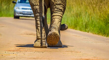 African Elephant ( Loxodonta Africana ) Feet Details And Toenails