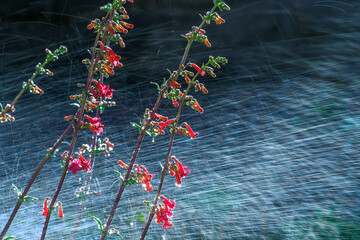 Wall Mural - Penstemmons watered by a sprinkler room for branding