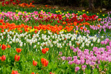 Fototapeta Tulipany - 高知県はモネの庭の満開のチューリップ