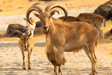 Closeup Of A Male And A Young Barbary Sheep In An Arid Landscape