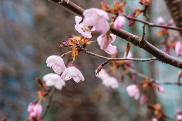 close up of a beautiful branch of cherry blossom in spring