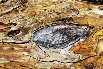 tree bark