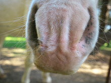 Macro Of A White Horse's Pink Nose That Has Squiggly And Thin, White Hairs On It