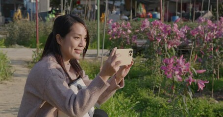 Wall Mural - Woman use cellphone to take photo at lily flower farm