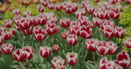 Wall Mural - Red tulip flower garden park