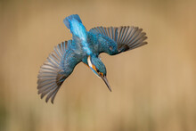 European Kingfisher In Flight, Bright Blue And Orange Bird With Wings Spread. Dynamic Action Photograph Of The Bird.  (Alcedo Atthis)