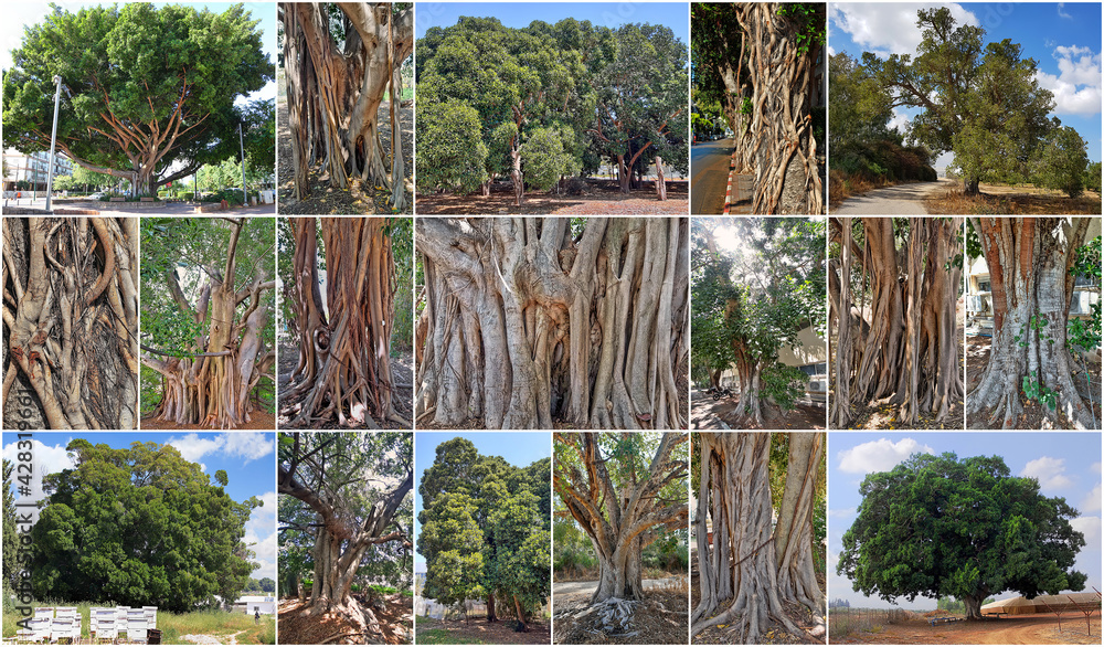 Ficusas Foto de Stock Old ficus trees, Ficus obliqua, Ficus sycomorus and Ficus ...