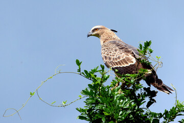 Low angle shot of a long-legged buzzard perched on a green plant on the background of the clear sky