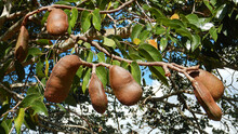 Tamarind Unripe Fruits Growing On A Tree With Green Leaves